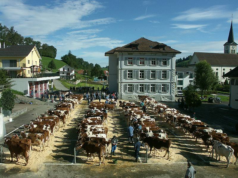 Viehschau auf dem Parkplatz des Gasthauses Kreuz